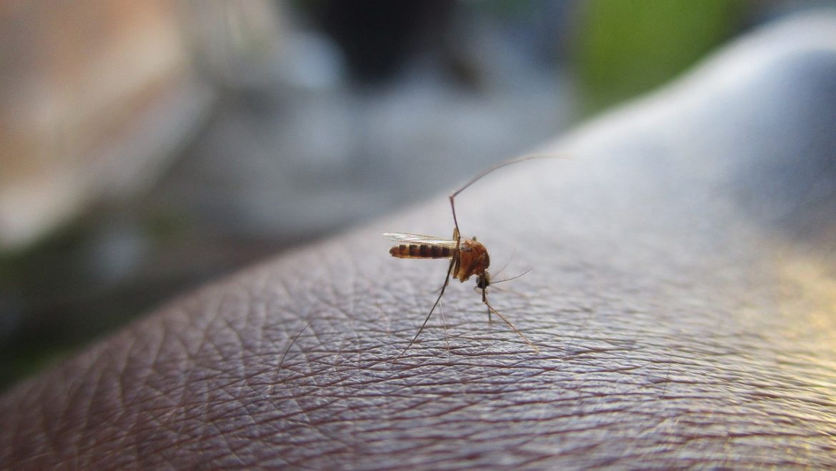 לקראת עונת הקיץ בעיר תל אביב-יפו:  מייבשים את היתושים!